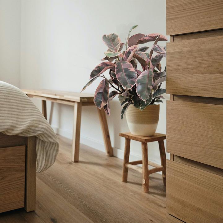 Image du produit VEG and the City Malo (Gommier rose - Ficus elastica Belize) (90 cm)