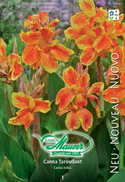 Image du produit Samen Mauser Canna Taroudant (Graines de fleurs)