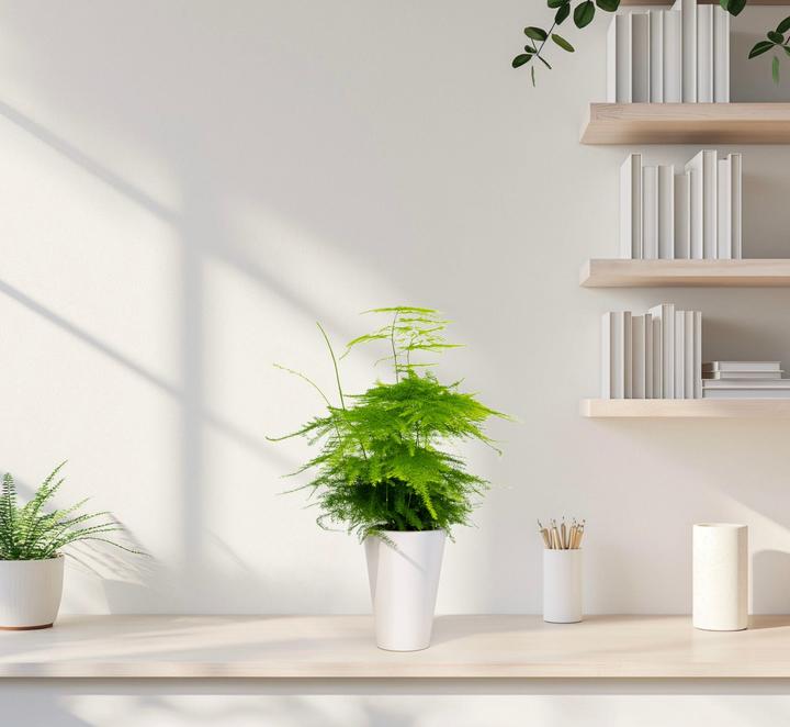 Image du produit Mahaloplants Zierspargel (35 cm, Fraîchement rempotés)