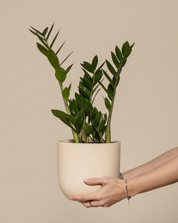 feey Glücksfeder (55 cm, Frisch umgetopft)
