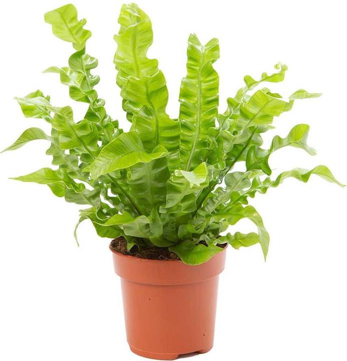 VEG and the City Sisa (35 cm)