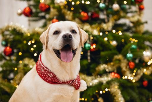 Immagine prodotto Beeztees Peluche di Natale (Bandana per cani)