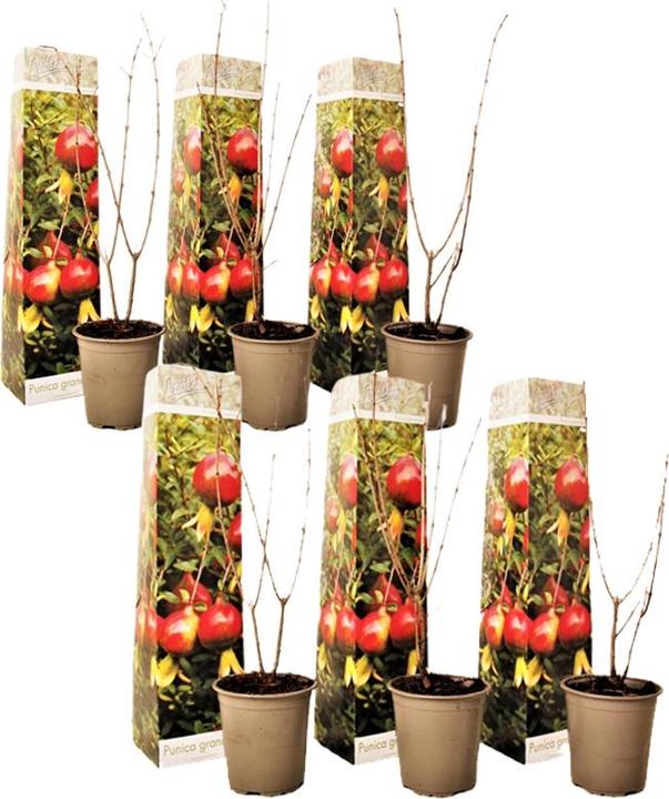 Produktbild Plant in a Box Punica Granatum - 6er Set Granatapfelbaum (25 cm)