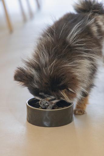 Actual product image Designed by Lotte Jace dog bowl (0.70 l)