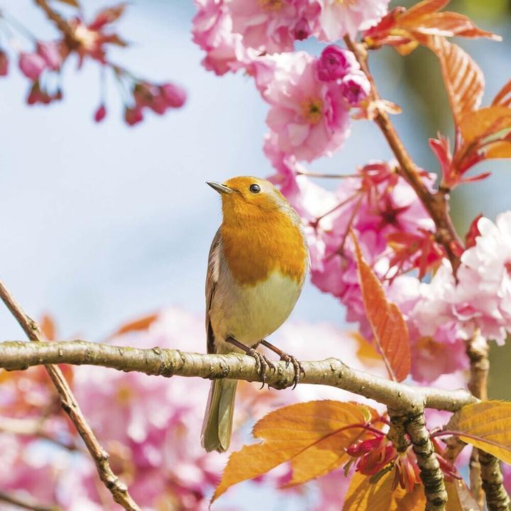 Produktbild Birds 2025 (30 x 30 cm, Harter Einband, Englisch, Spanisch, Italienisch, Französisch, Tschechisch, Polnisch, Niederländisch, Deutsch)