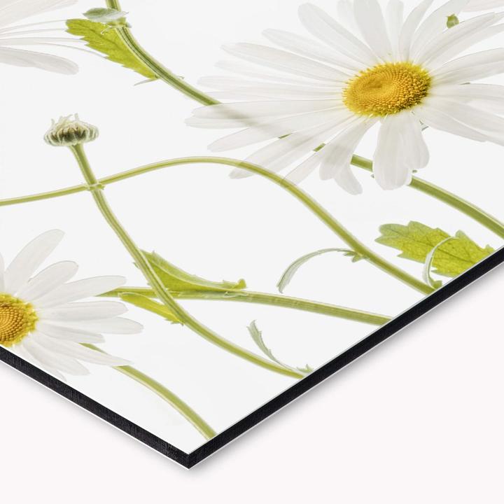 Produktbild Trenddeko Ox eye Daisies (150 x 60 cm)