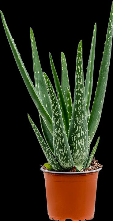 Actual product image Mahaloplants Aloe vera (35 cm, Animal friendly)