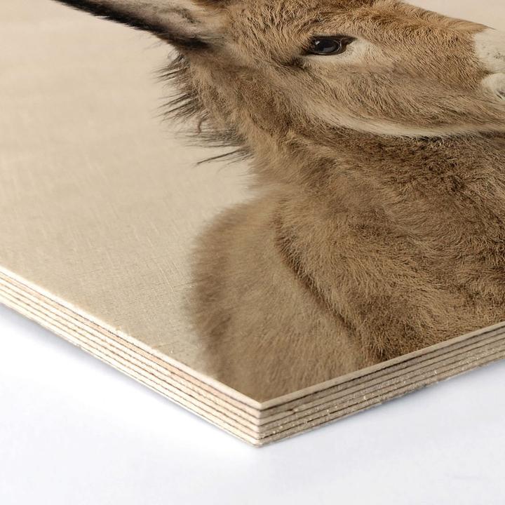Image du produit Trenddeko Bébé âne (75 x 65 cm)