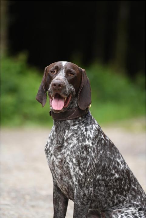 Image du produit Niggeloh Collier Classic Loden (S, Chien, Général)