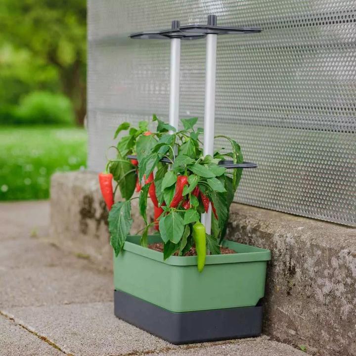 Produktbild Gusta Garden Charly Chili (35 cm)