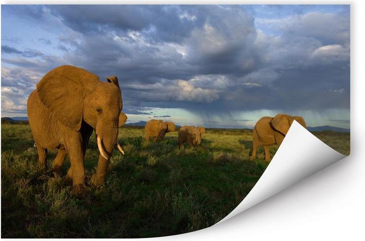 Image du produit National Geographic NG Troupeau d'éléphants (150 x 100 cm)