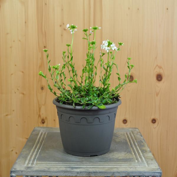 Produktbild Säntispracht 3 er Set, Karpaten-Schaumkresse
