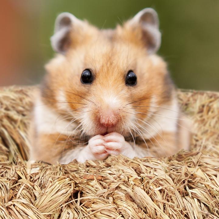Produktbild Relaxdays 5tlg. Hamsterzubehör