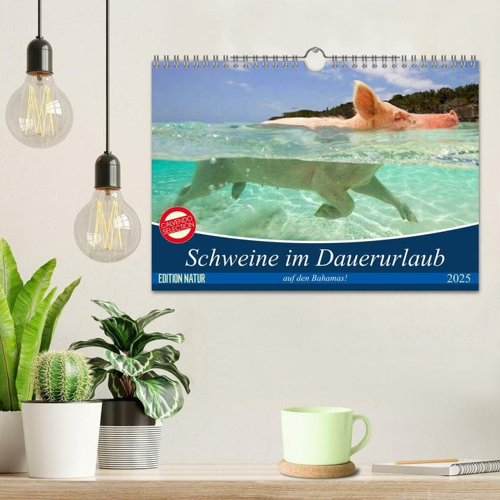 Image du produit Schweine im Dauerurlaub auf den Bahamas! (Wandkalender 2025 DIN A4 quer), Monatskalender (A4, Allemand)