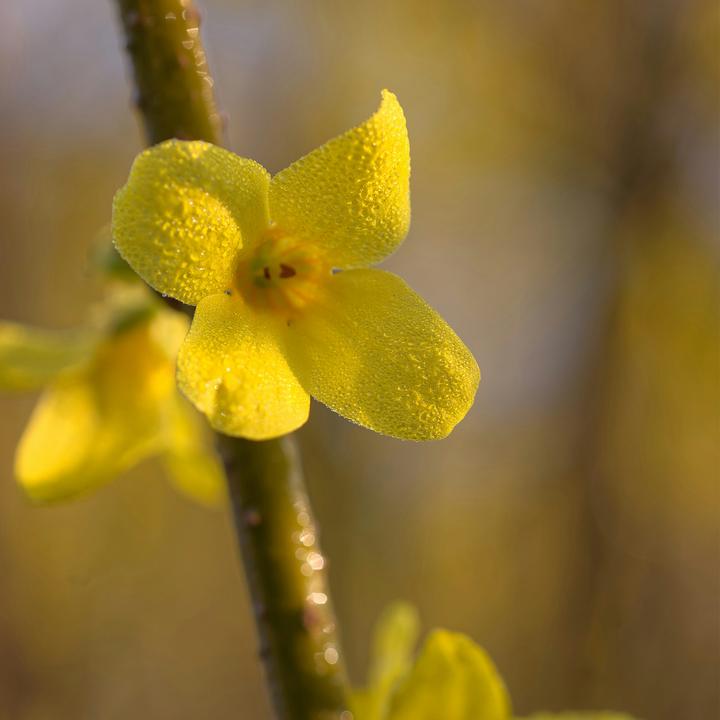 Actual product image Plant in a Box Forsythia intermedia 'Minigold' - Set of 4 Forsythia (25 cm)