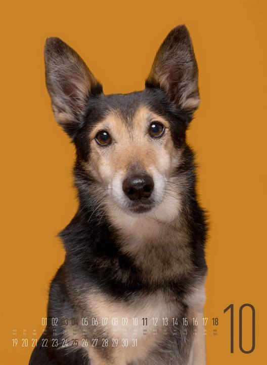 Actual product image Frei Schnauze - Kalender 2026 (33 x 45 cm, Hardcover, English, German)