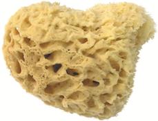Actual product image Herba Real natural sponge