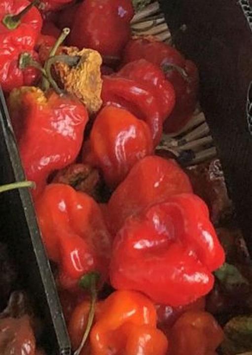 Actual product image Tropica Chilli Ghost Pepper Bhut Jolokia (Fruit seed)