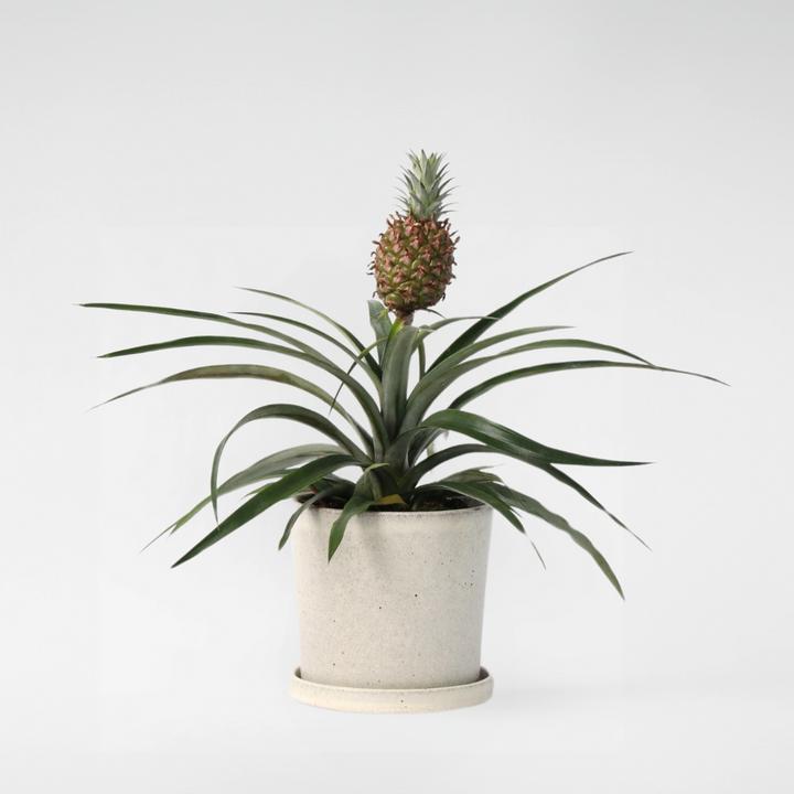Image du produit Plant in a Box Ananas comosus 'Mi Amigo' (45 cm)