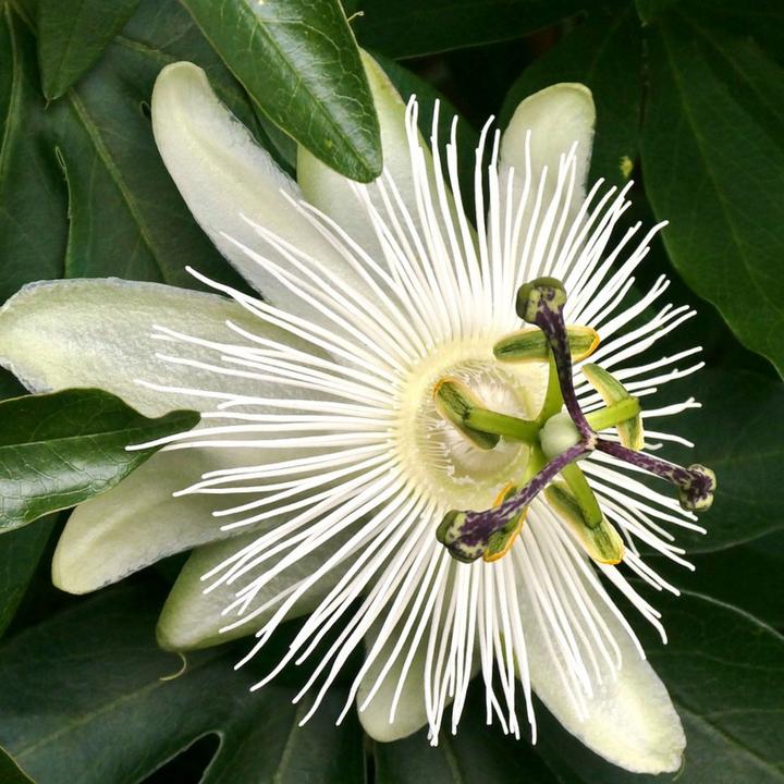 Immagine prodotto Plant in a Box Passiflora caerulea 'Constance Elliott' - set di 2 fiori della passione (110 cm)