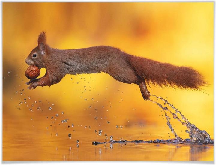 Actual product image Trenddeko van Duijn - Squirrel jumping (80 x 60 cm)