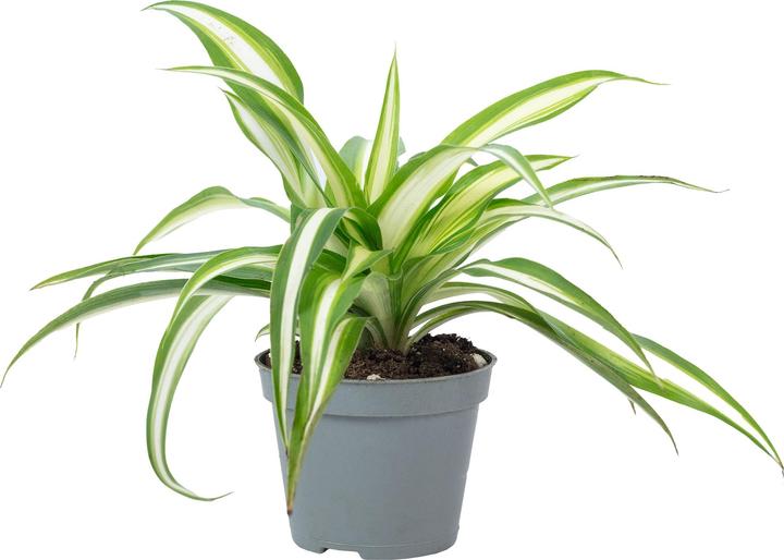 Actual product image Flowerbox Green lily - height ca. 15 cm, pot-Ø 6 cm - Chlorophytum Comosum Variegata (15 cm)