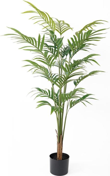 Actual product image present time Palm (120 cm)