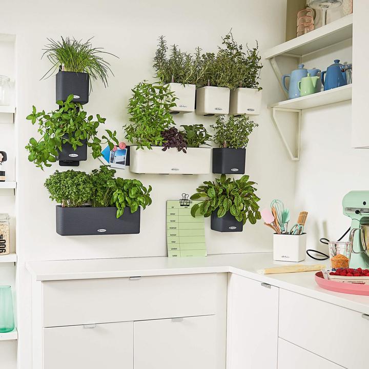 Immagine prodotto Lechuza Green Wall Home Kit (15 cm)