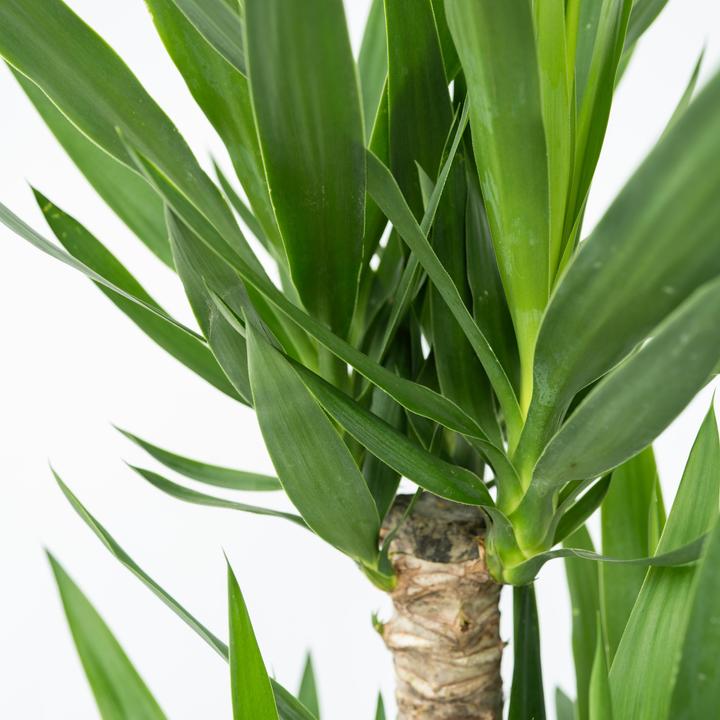 Immagine prodotto Plant in a Box Yucca Elephantipes - Palmlelie (70 cm)