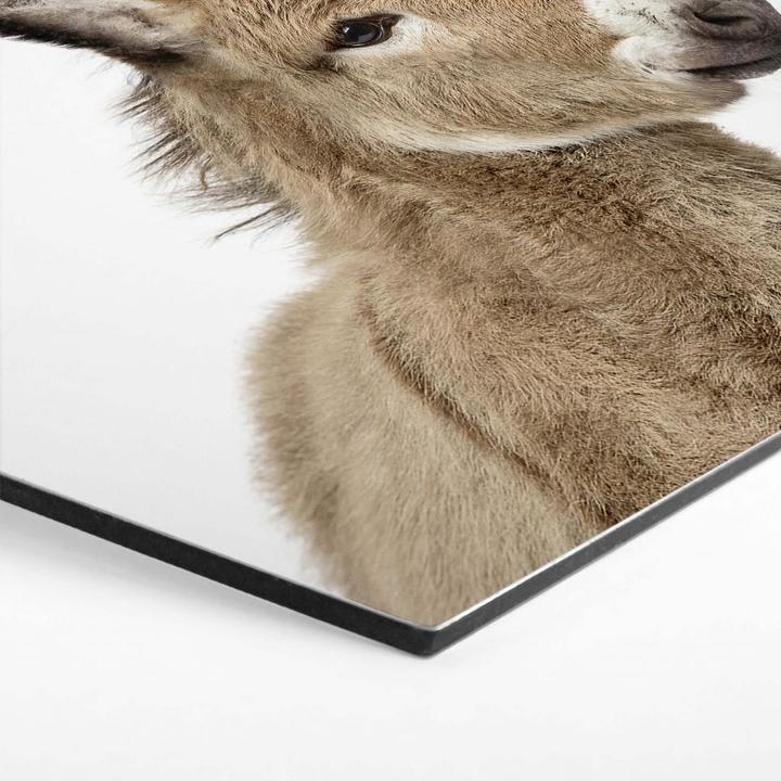 Actual product image Trenddeko Baby donkey (75 x 65 cm)