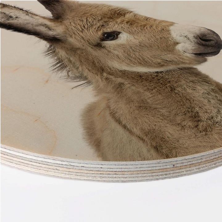 Produktbild Trenddeko Baby Esel (Ø 70 cm)