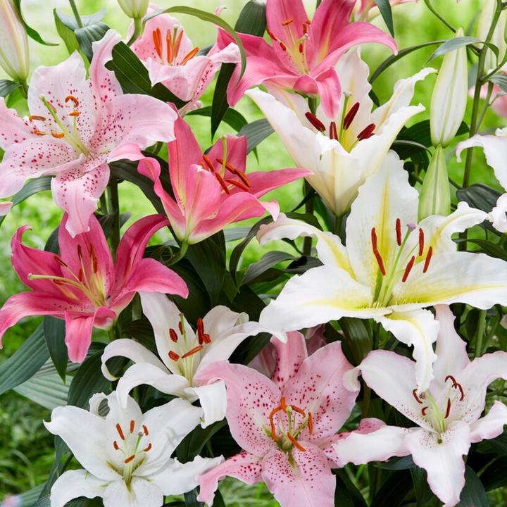 Immagine prodotto Plant in a Box Mix di Lilium orientalis - set di 10 gigli (10 cm)