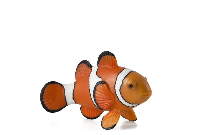 Produktbild Mojo Clownfisch