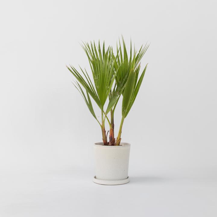 Image du produit Plant in a Box Washingtonia Robusta - Palmier éventail mexicain (50 cm)