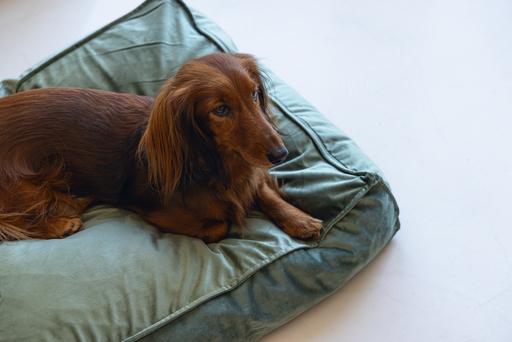Productafbeelding Designed by Lotte Nalino (Hond)