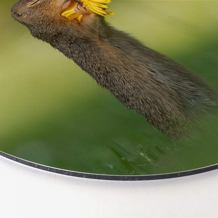 Actual product image Trenddeko van Duijn - Gopher smells flower (Ø 70 cm)