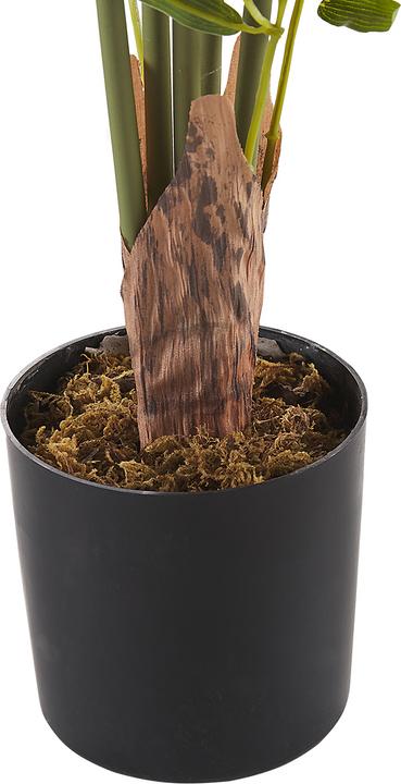 Image du produit Beliani Bambusa Vulgaris (160 cm)