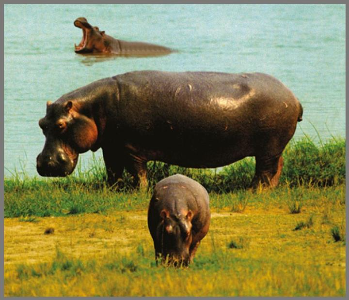 Image du produit Brainstorm Torche et projecteur d'animaux (Allemand, Français, Italien, Anglais)