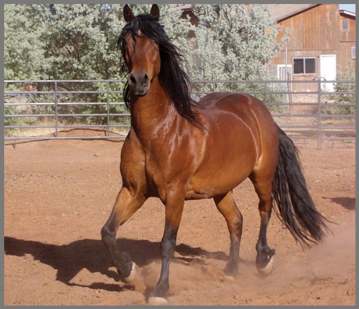 Actual product image Brainstorm Horse Torch and Projector