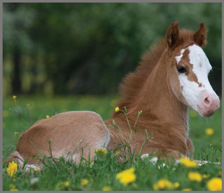Actual product image Brainstorm Horse Torch and Projector