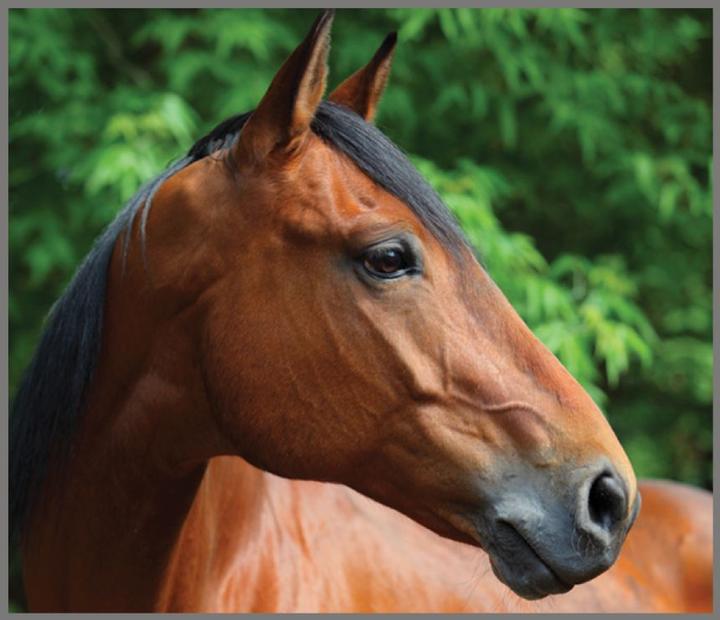 Actual product image Brainstorm Horse Torch and Projector