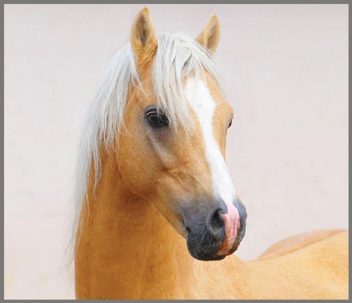 Actual product image Brainstorm Horse Torch and Projector