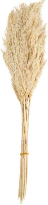 Produktbild Natura Punto Pfahlrohr - Arundo donax (Trockenblumen)