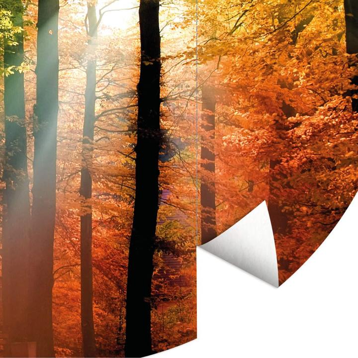 Actual product image Trenddeko Golden autumn forest (Ø 140 cm)