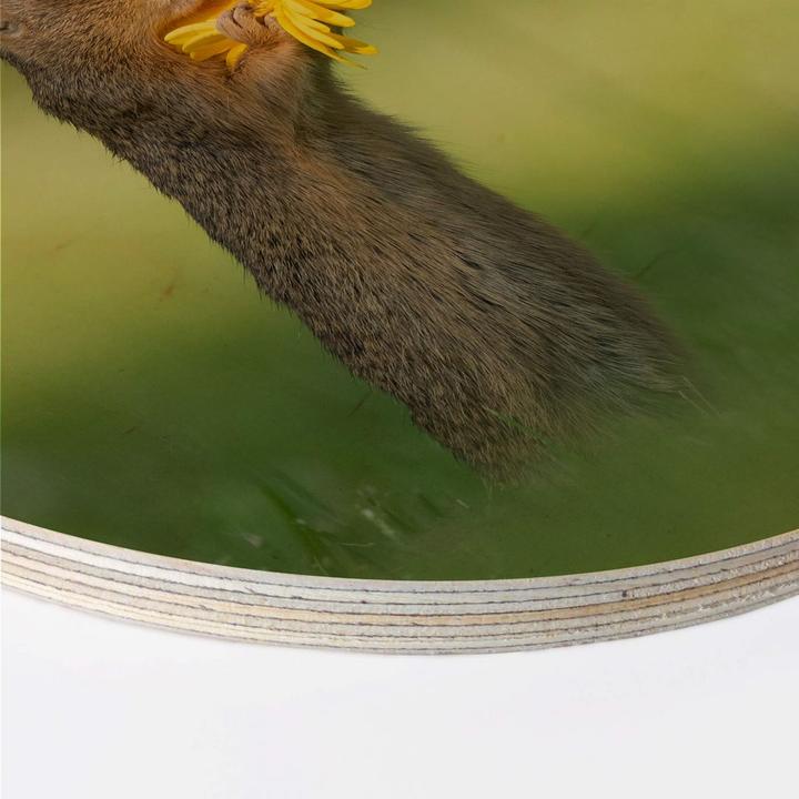 Produktbild Trenddeko van Duijn - Erdhörnchen riecht an Blume (Ø 20 cm)