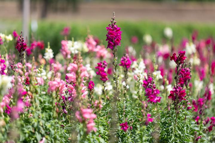 Image du produit Zollinger Bio Gueule-de-loup, Mélange (plante annuelle ou vivace) (Graines de fleurs)