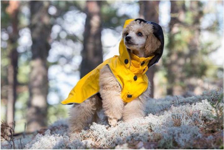 Immagine prodotto Rukka Cani di ruscello (70, Cappotto per cani)