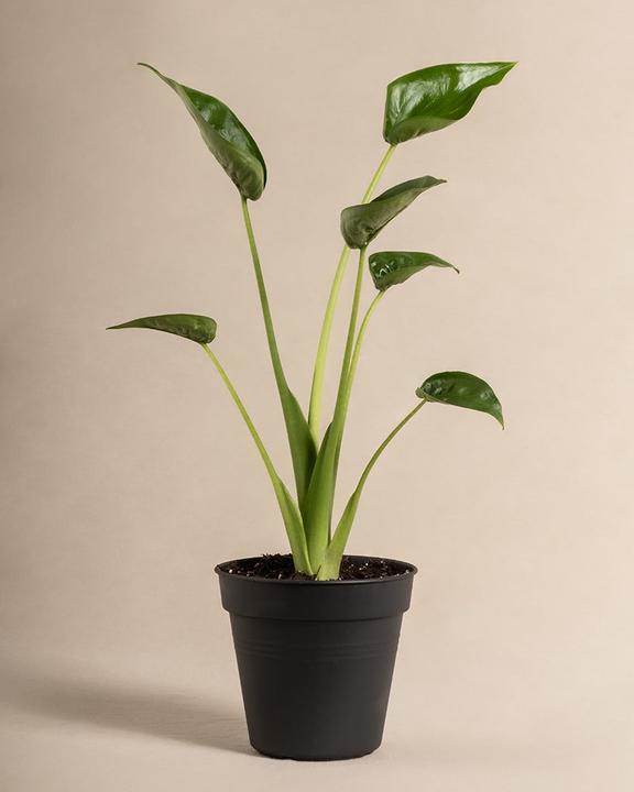 Immagine prodotto feey Alocasia 'Tiny Dancer' (40 cm, Appena rinvasata)