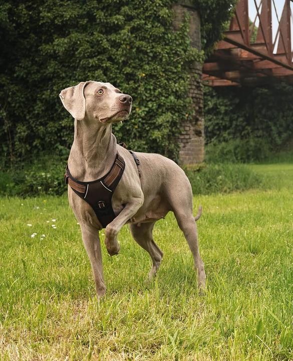 Immagine prodotto Ionto Gepolstertes Hundegeschirr (L, Cane)