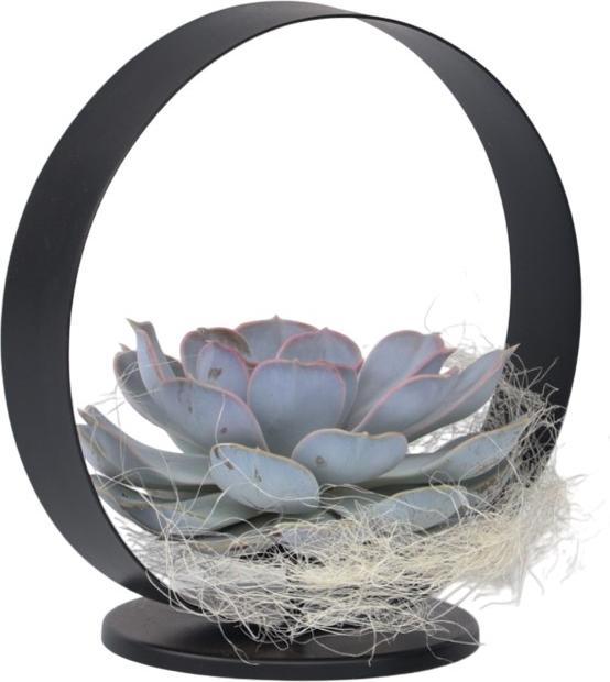 Immagine prodotto Plant in a Box Echeveria Lilacina - Anello di metallo (20 cm)